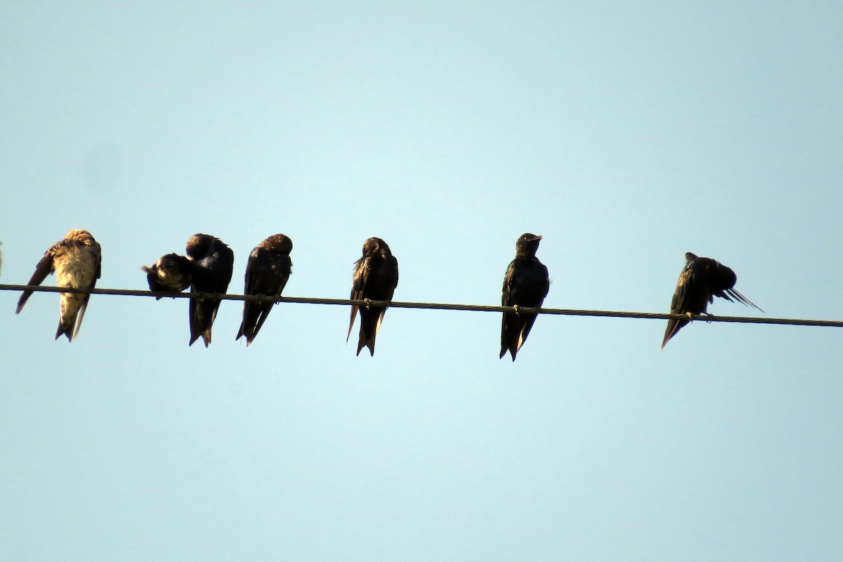 Purple Martin - ML593782881