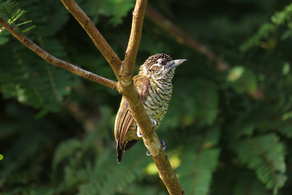 Lafresnaye's Piculet - Tomaz Melo