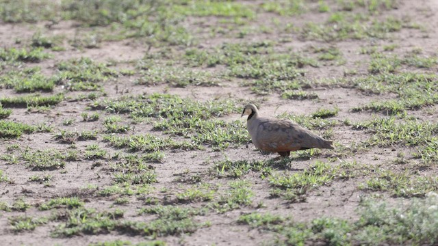 Рябок жовтогорлий - ML593784311