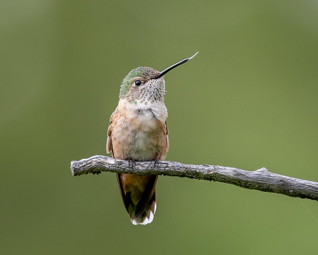 Broad-tailed Hummingbird - ML593784511