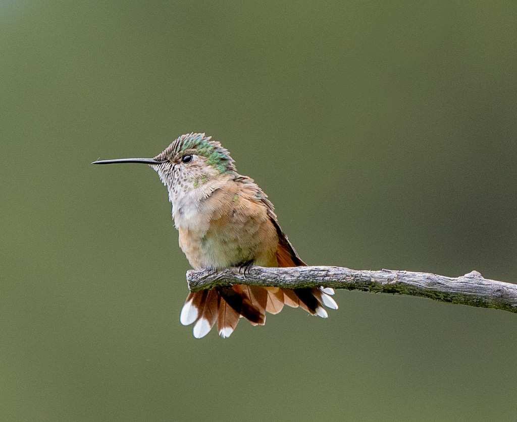 Broad-tailed Hummingbird - ML593784521