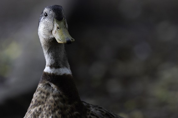 Mallard (Domestic type) - ML593784901