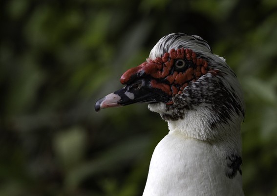 Muscovy Duck (Domestic type) - ML593784921