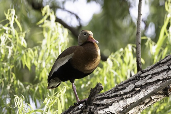 Black-bellied Whistling-Duck - ML593784971