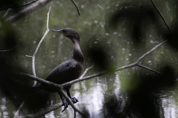 Cormorán Biguá - ML593785151