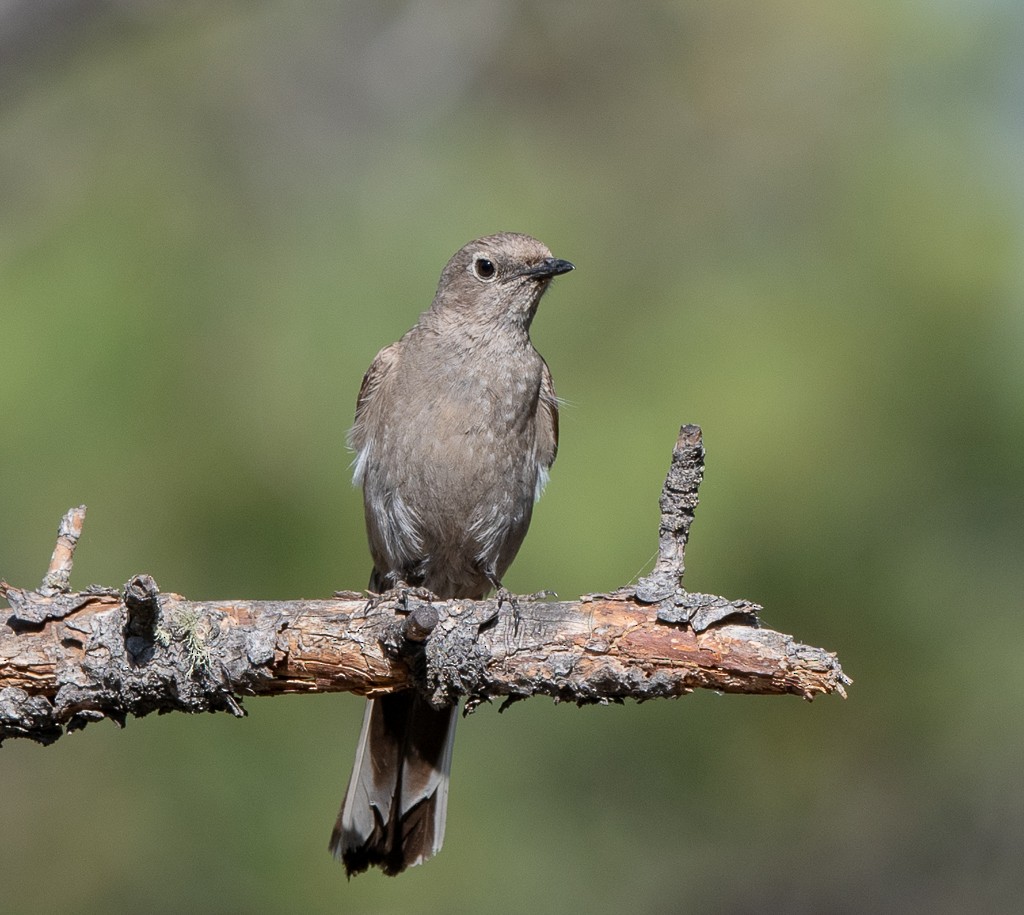 Townsend's Solitaire - ML593785681