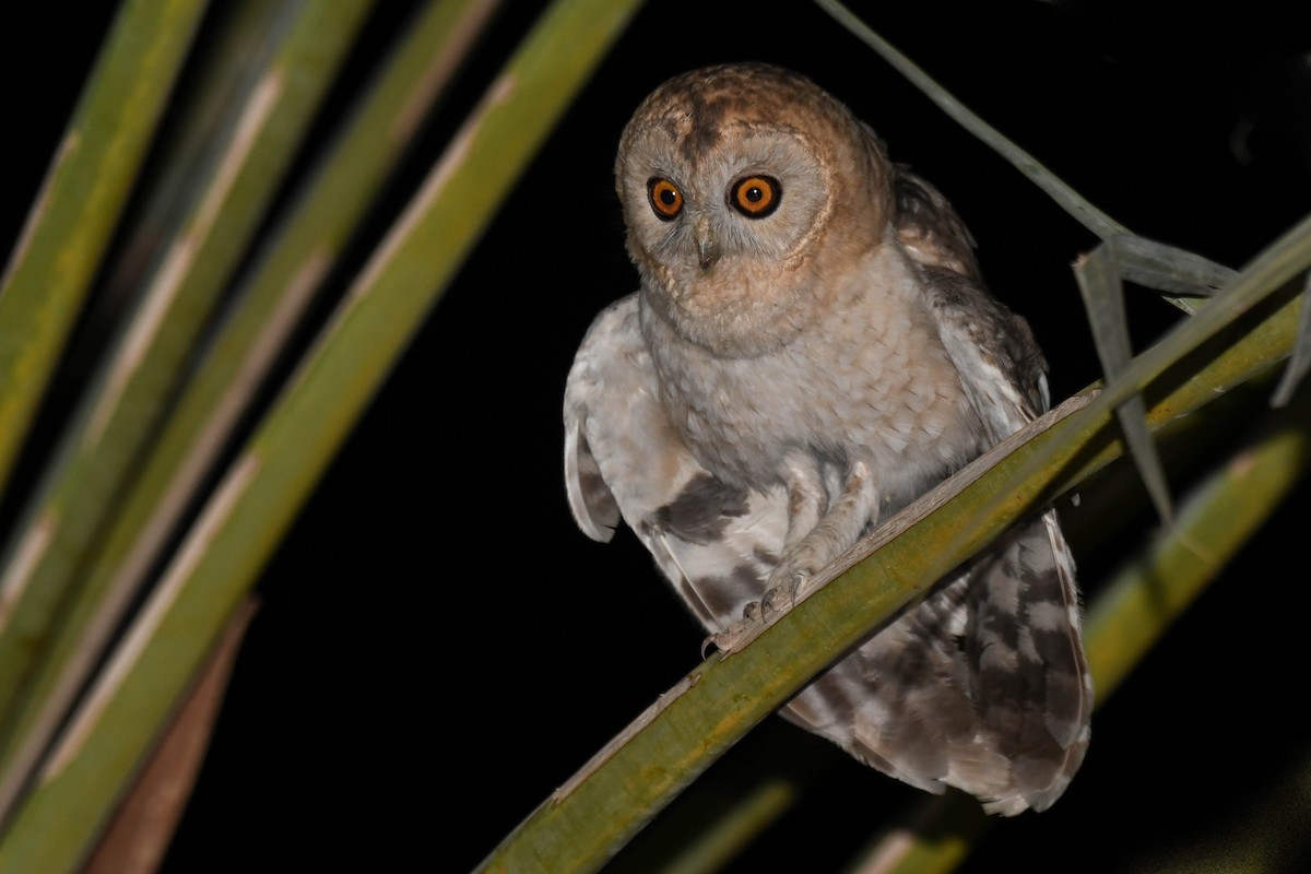 Desert Owl - ML593786011