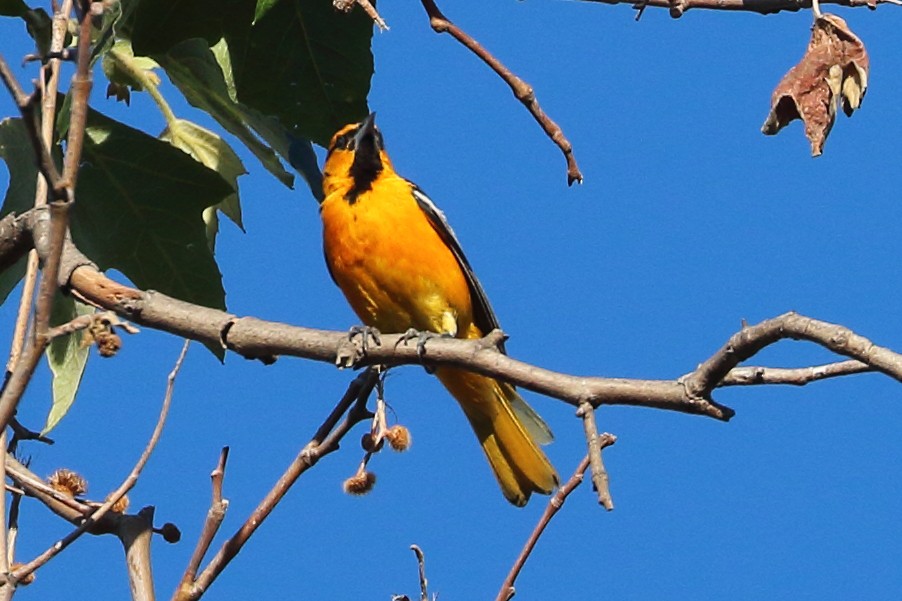 Bullock's Oriole - ML593788301