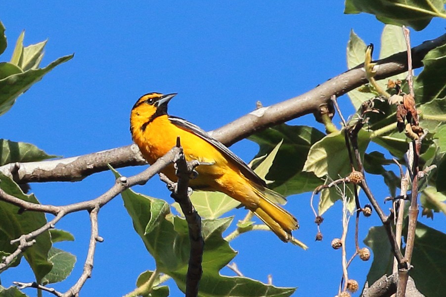 Bullock's Oriole - ML593788511