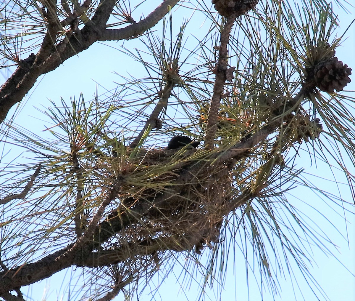 Thick-billed Kingbird - ML593789431