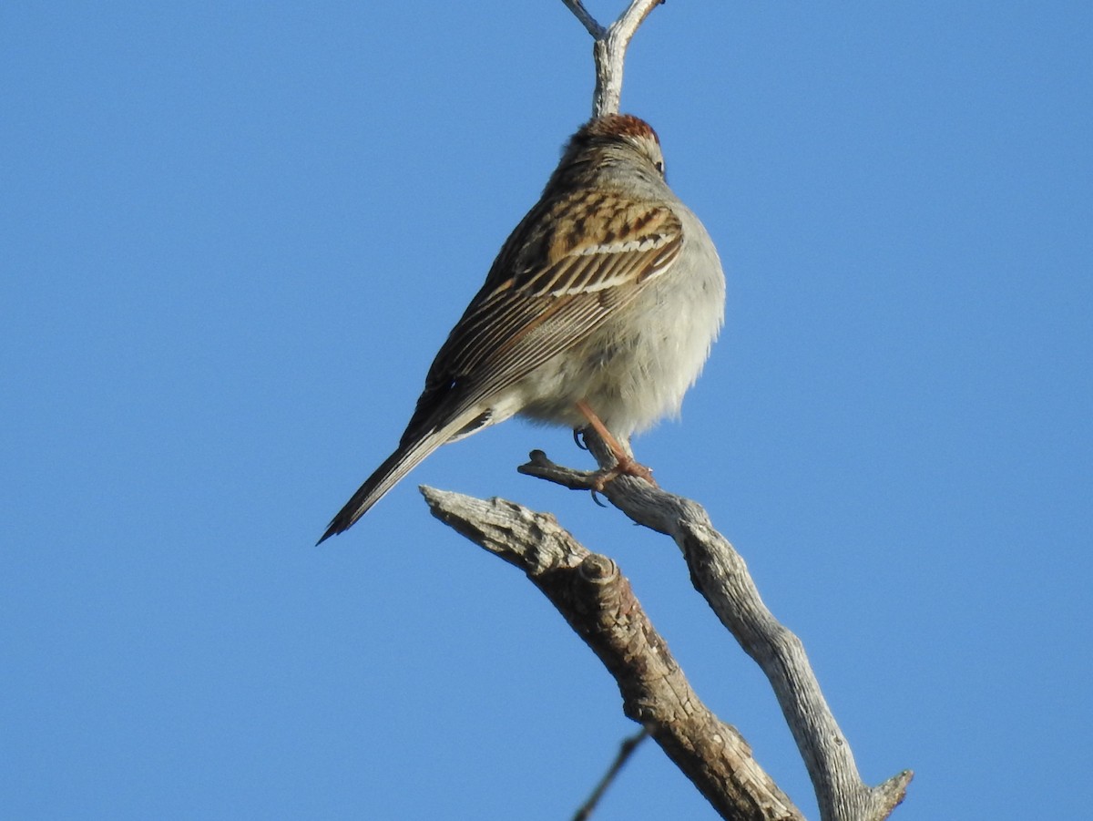 Chipping Sparrow - Shane Sater