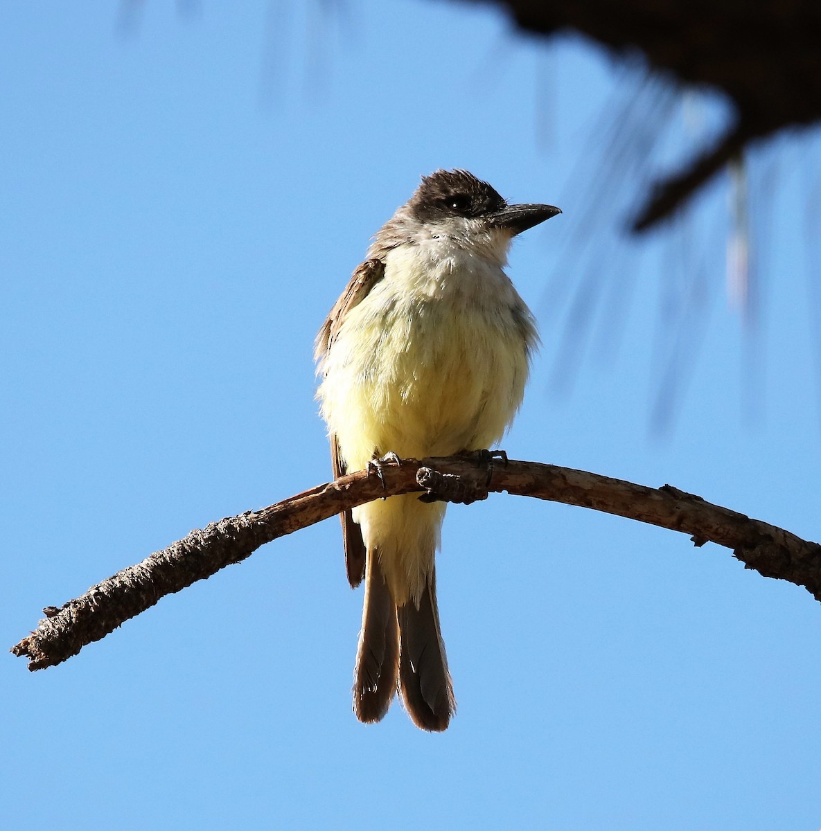 Thick-billed Kingbird - ML593789551