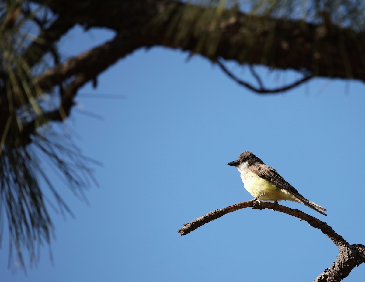 Thick-billed Kingbird - ML593789611
