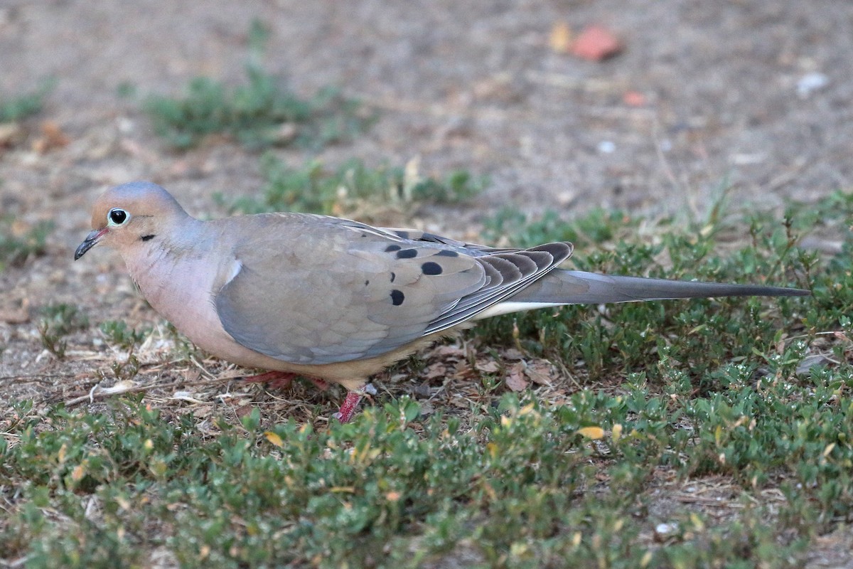 Mourning Dove - ML593789891