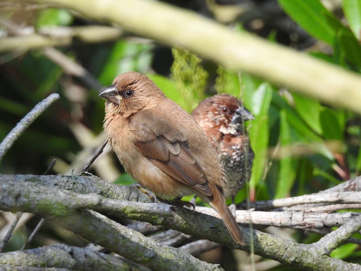 Scaly-breasted Munia - ML593790101