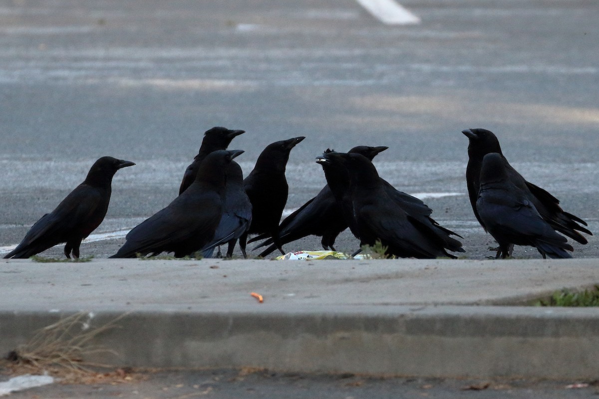 American Crow - ML593790281