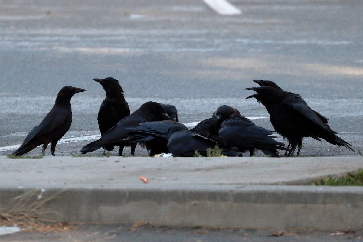 American Crow - Jeffrey Fenwick