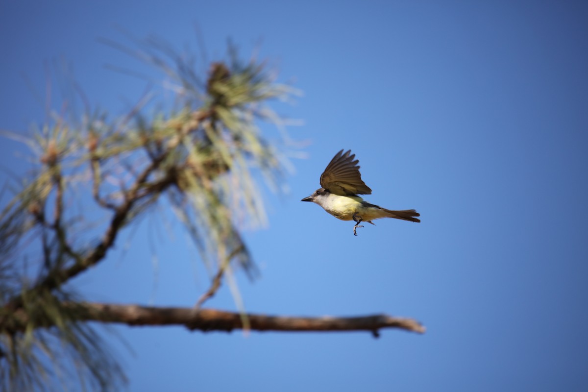 Thick-billed Kingbird - ML593790351