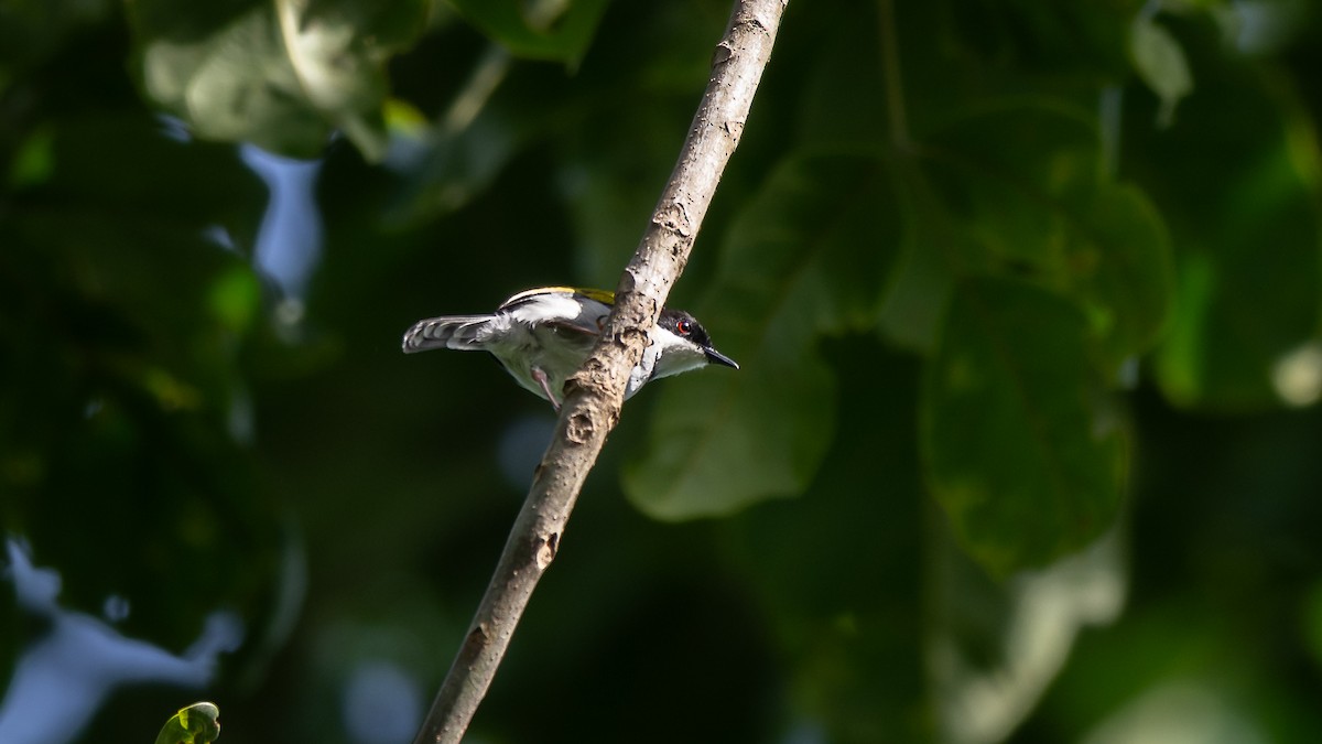 Apalis à calotte noire - ML593790661