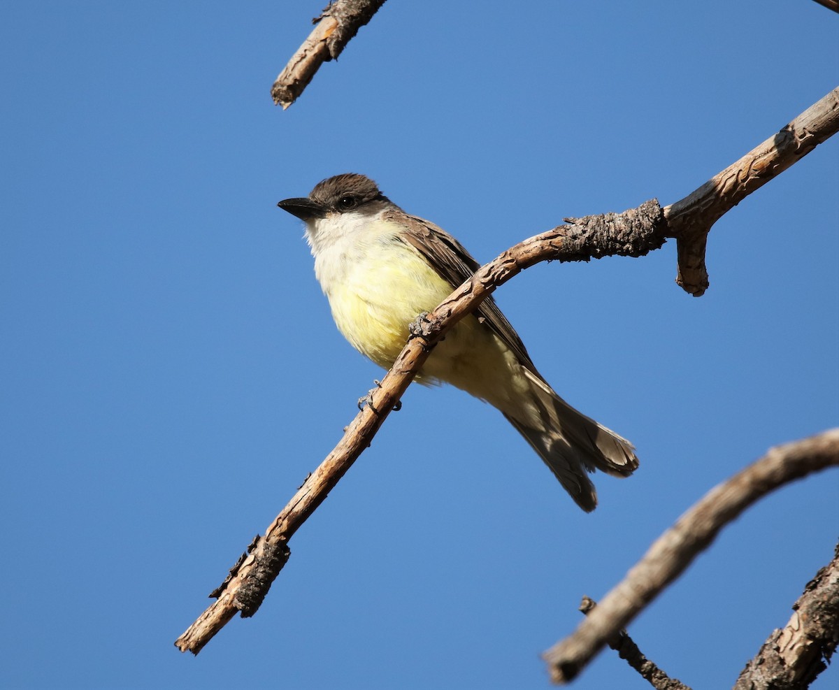 Thick-billed Kingbird - ML593790691