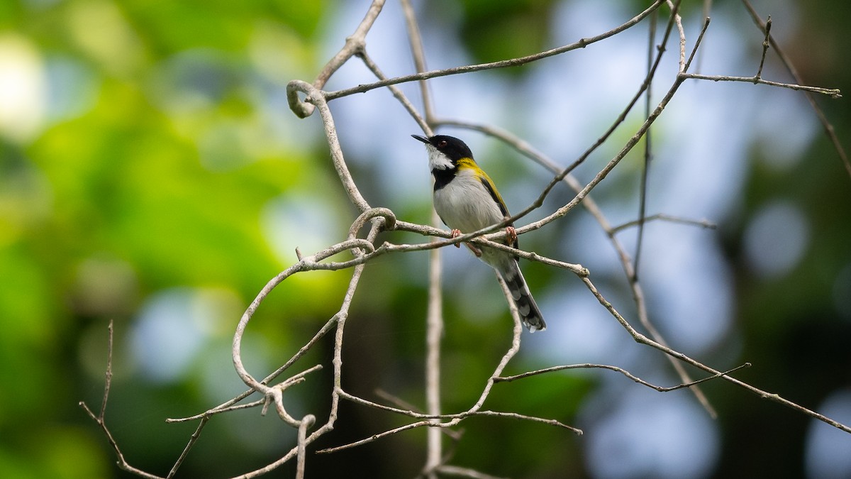 Black-capped Apalis - ML593790801