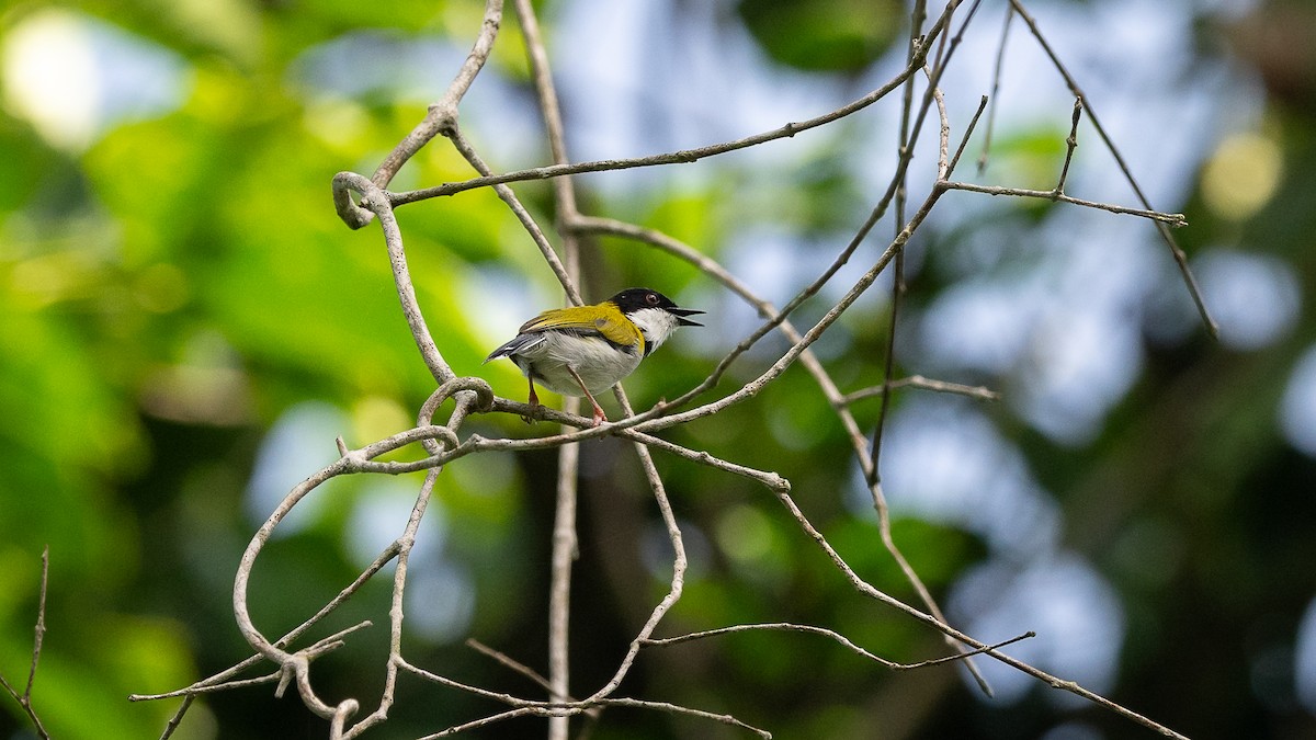 Apalis Capirotado - ML593791001