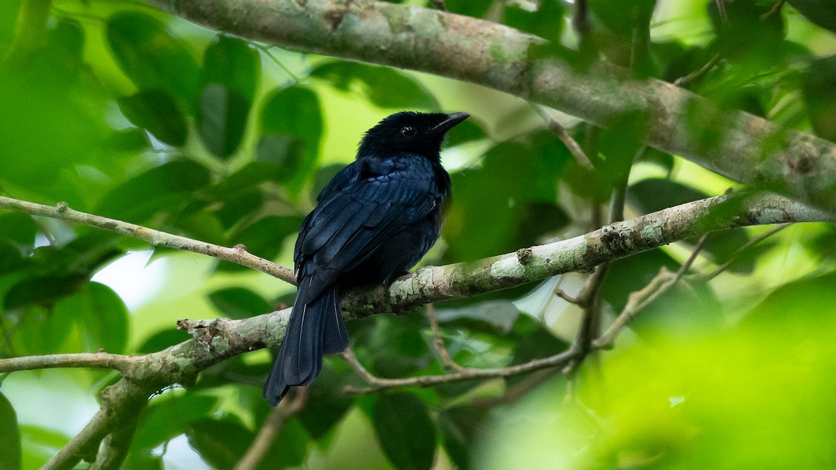 Shining Drongo - Mathurin Malby