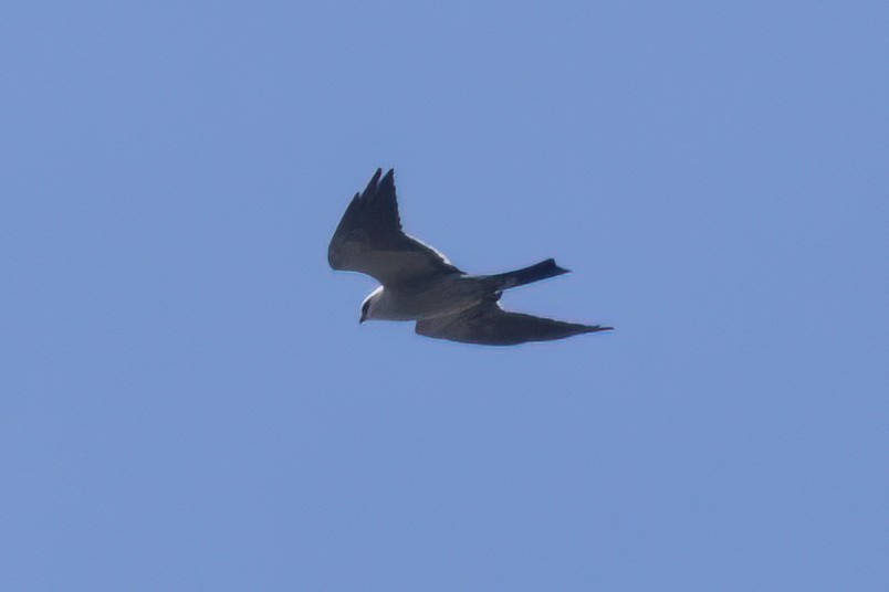 Mississippi Kite - ML593791581