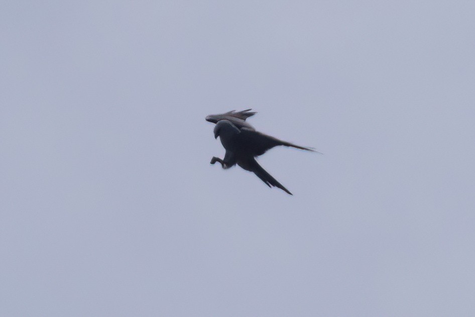 Mississippi Kite - ML593791591