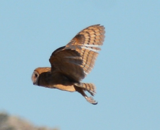 Barn Owl - Jim Wilson