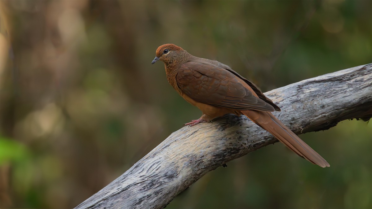 Brown Cuckoo-Dove - ML593792051
