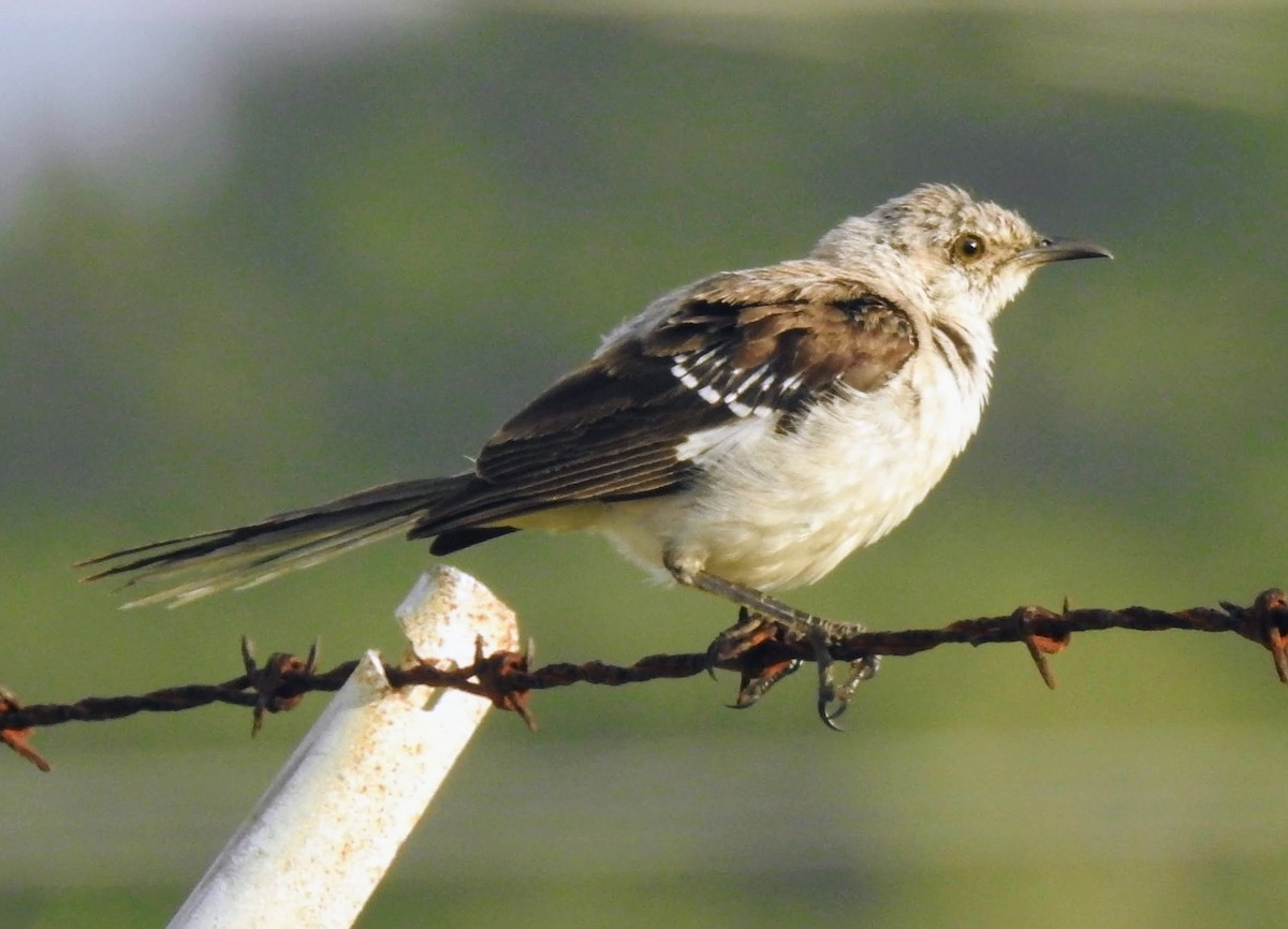 Northern Mockingbird - ML593792531