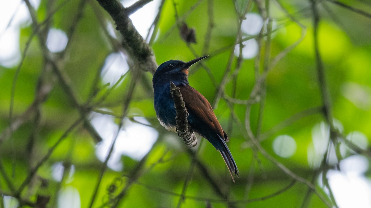 Blue-moustached Bee-eater - Mathurin Malby