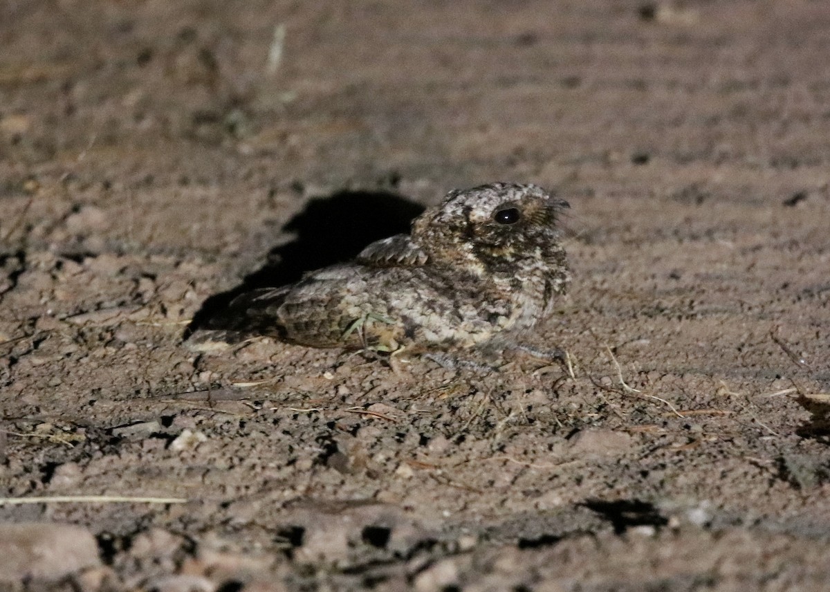 Common Poorwill - ML593793441