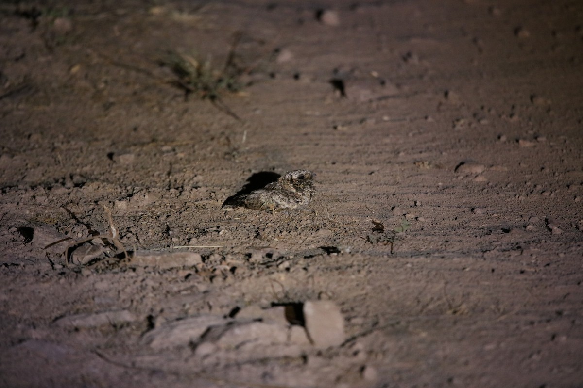 Common Poorwill - ML593793471