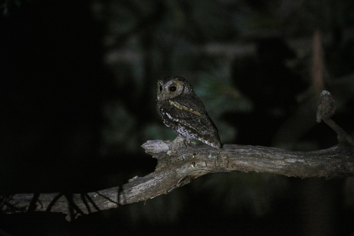 Flammulated Owl - ML593793561