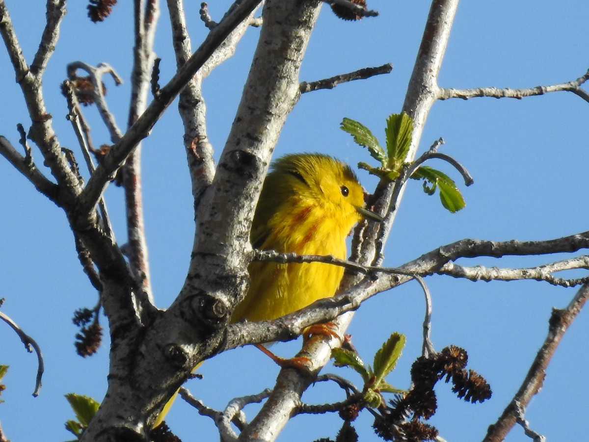 Yellow Warbler - Shane Sater