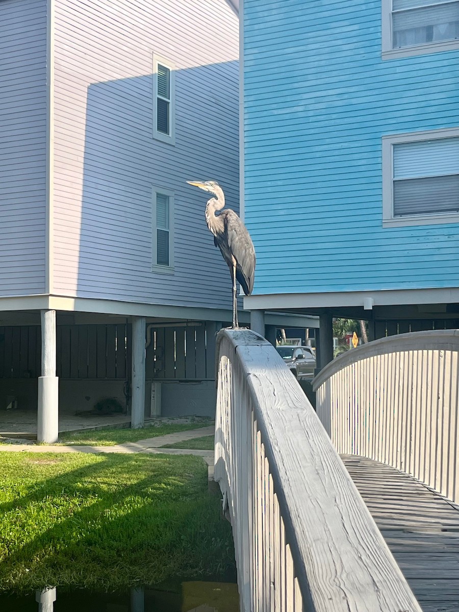 Great Blue Heron - ML593793801