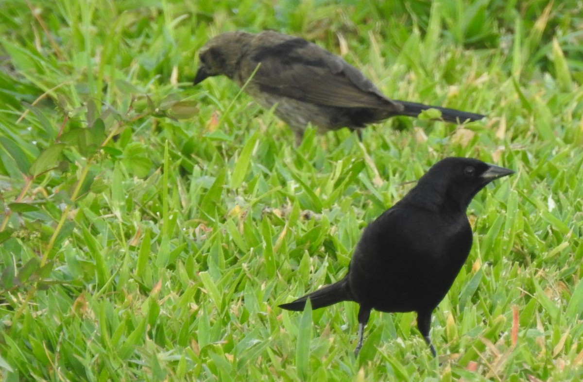 Shiny Cowbird - ML593794841