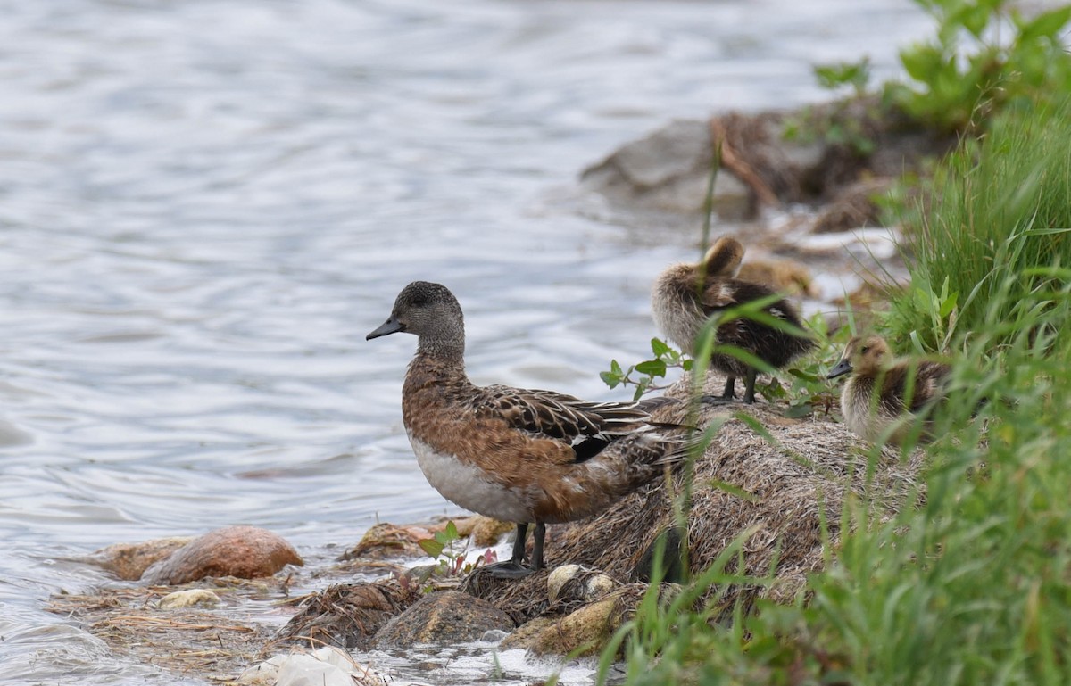 American Wigeon - ML593795061