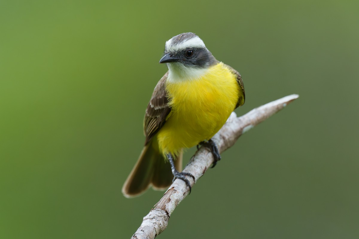 Social Flycatcher - ML593795471