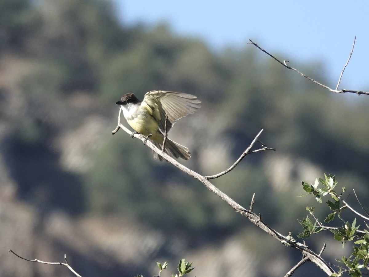 Thick-billed Kingbird - ML593795801