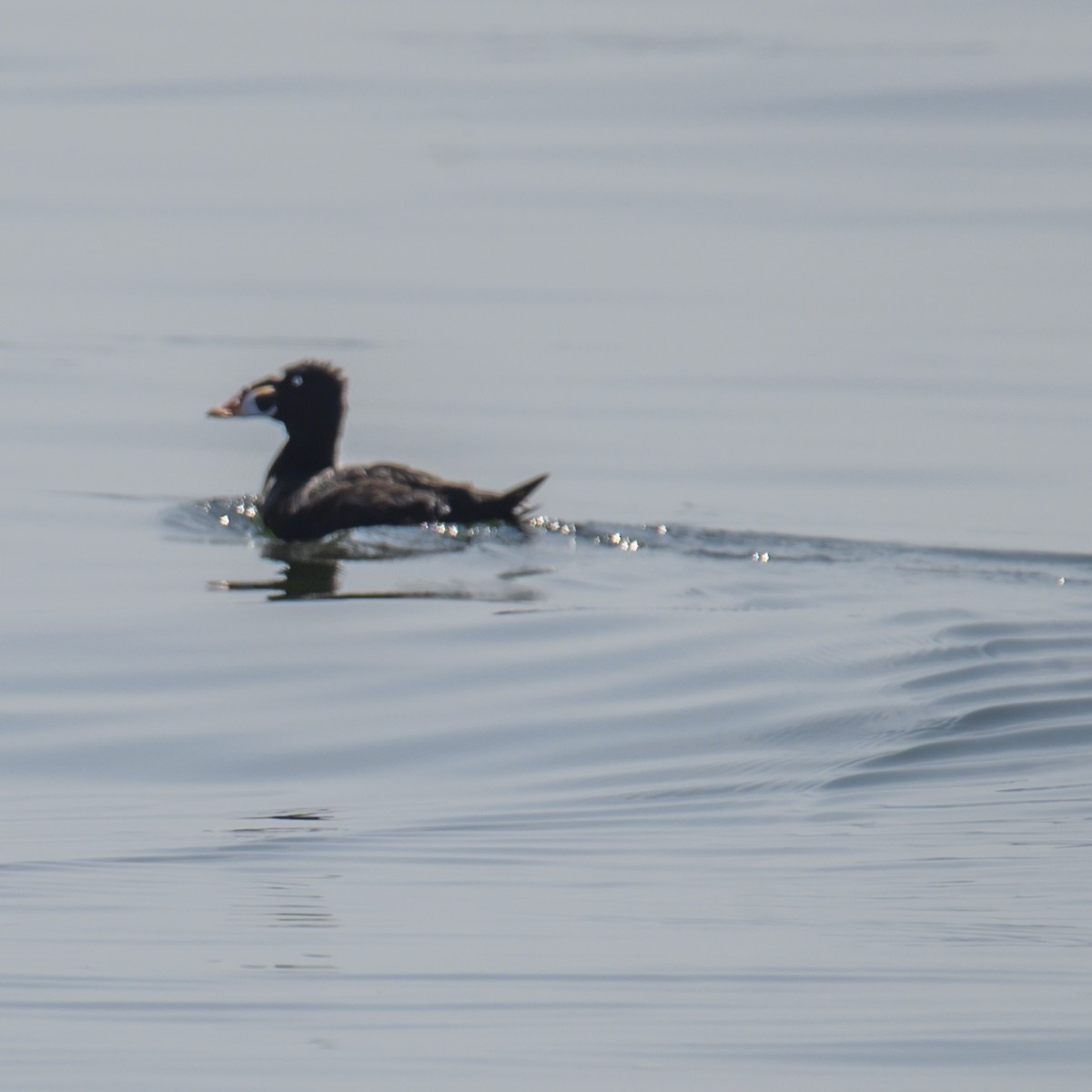 Surf Scoter - ML593795811