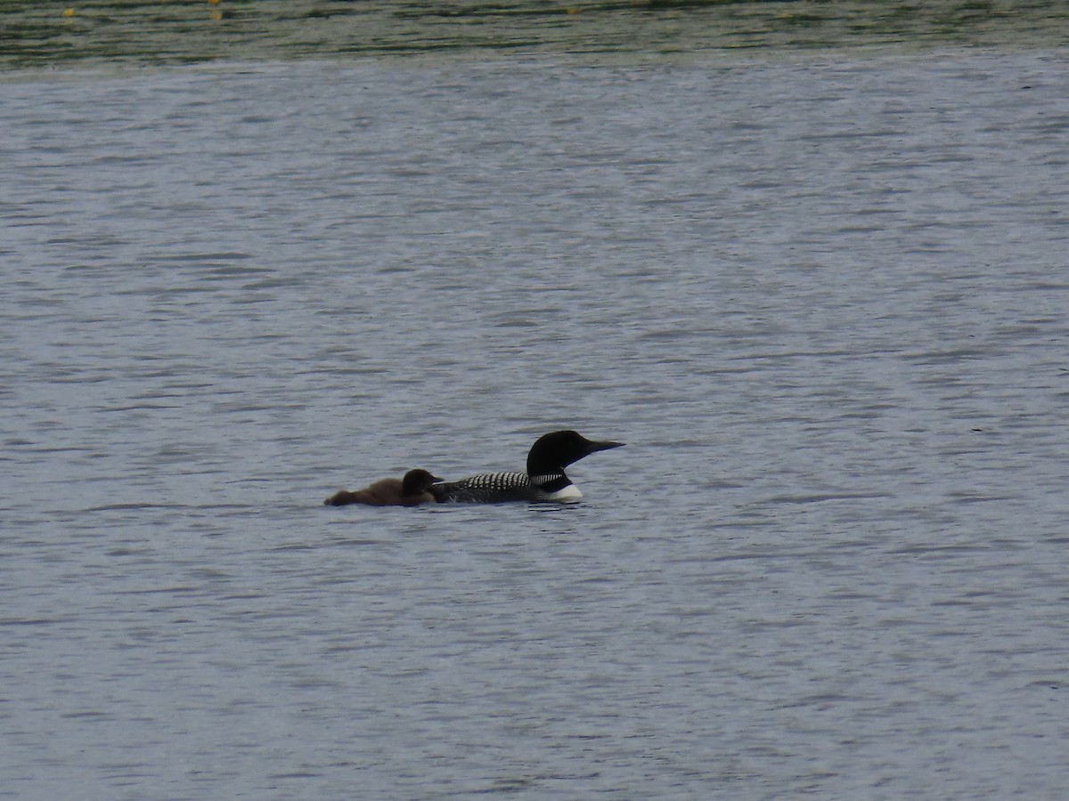 Common Loon - Betty Glass