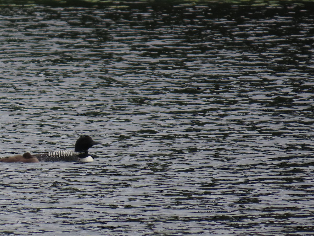 Common Loon - Betty Glass