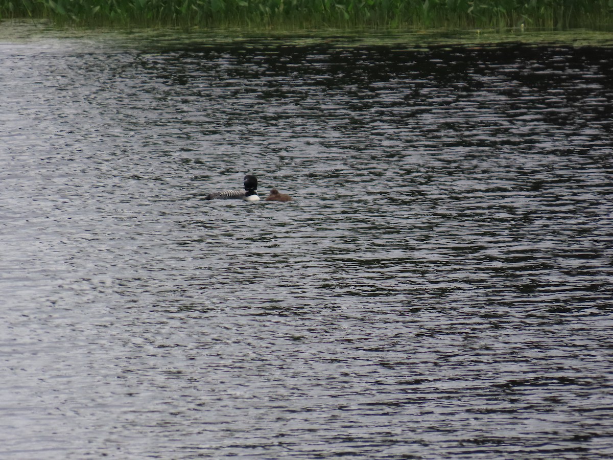 Common Loon - Betty Glass