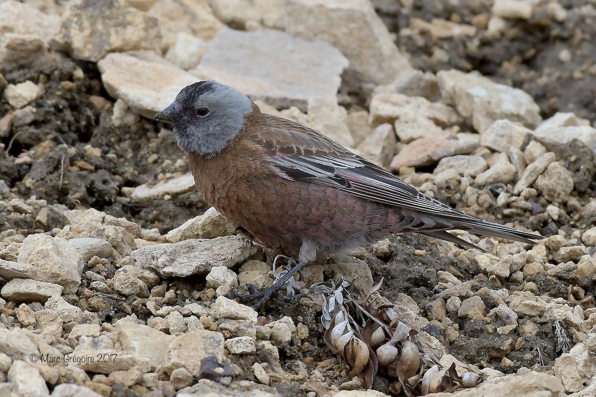 grånakkefjellfink (littoralis) - ML59379781