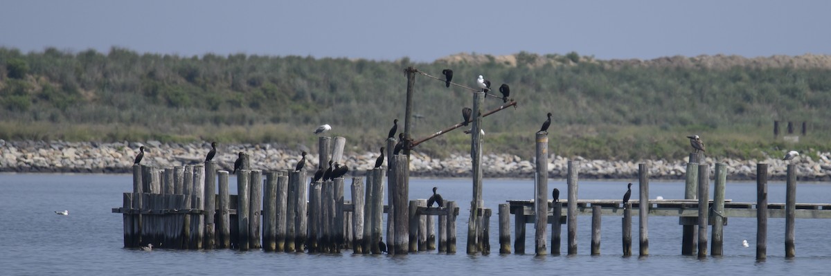 Brown Pelican - ML593798991