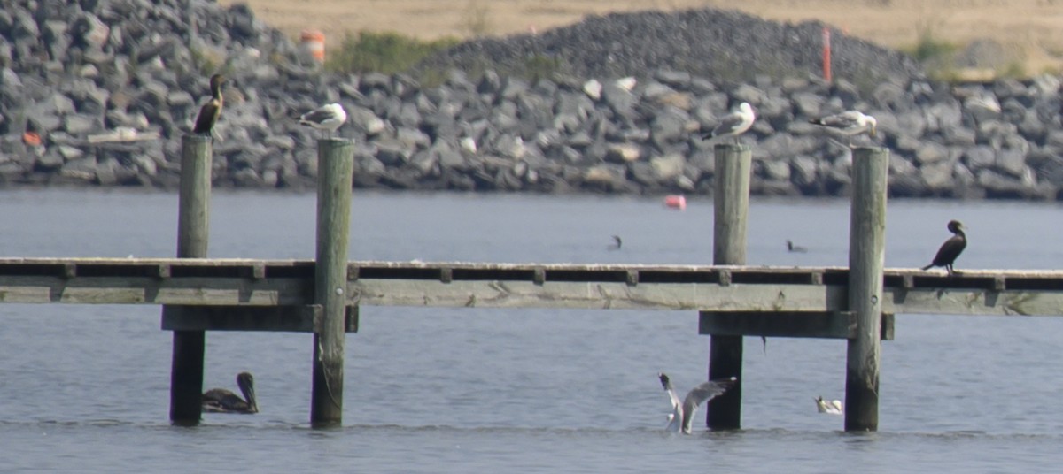 Brown Pelican - ML593799011