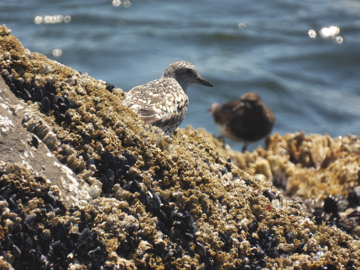 Surfbird - ML593801151